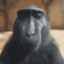 Mr.Monkey