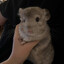 madCHINCHILA