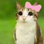 Meowlette