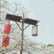 樱花树下南风少年