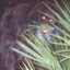 Skunk Ape