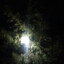 Aokigahara