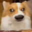 北极熊