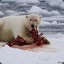 TheGreatPolarBear