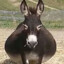 FatOleDonkey