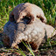 Pangolin Alado