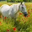 i &lt;3 horses