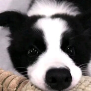 来个熊释放压力