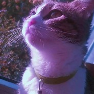 .飞鸟马时。Toki