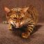 Toyger