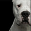 ๖ Dogo Argentino ●•