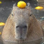 Capybara