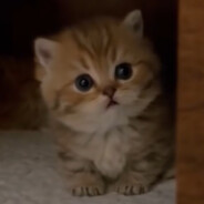 能不能补药赤石啊