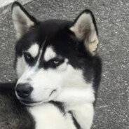 爱吃糖梨的姬少川