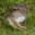 cottontailfan