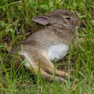 cottontailfan