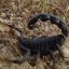 Androctonus