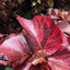 acalypha wilkesiana