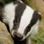 Badger