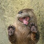 Otter