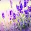 Lavanda