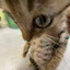 Not Cat