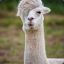 Drama Llama