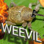 WeevilKnieval