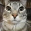 猫看着相机