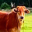 Kinmen Cow