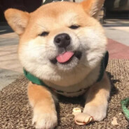 刚玩游戏的萌新