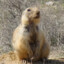 Uzbekistan Squirrel Smuggler