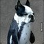 dog penguin
