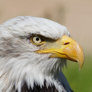 K3-HUSSARS | POLISH EAGLE