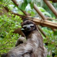 steel-toed-sloth