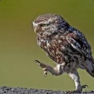 acx0Rrr avatar