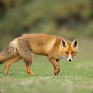 WyattTheTacticalFox