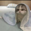 啊嘞