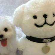 来块糖醋里脊🥩