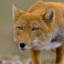 ZloyFoxi