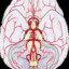 Circle of Willis