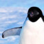 Pingüino Furioso