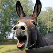 jackass