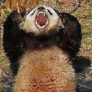angry  panda