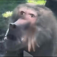 karrar avatar