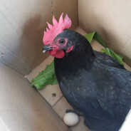 ta有什么错ta只是玩得菜