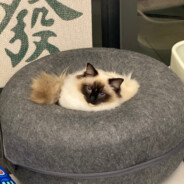 士多啤梨味軟糖