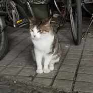 Stray_Cat..