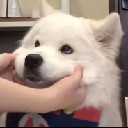 娃子准备好了吗