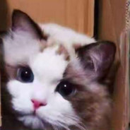 不关橙猫猫的事哦